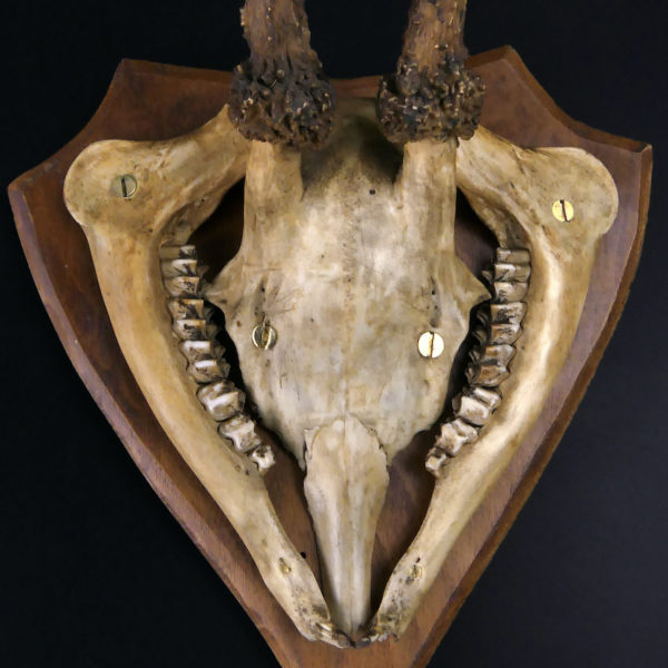 Massacre trophée de chasse de chevreuil ancien sur écusson en bois (détail)