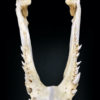 Petit crâne de crocodile du Siam Crocodylus siamensis CITES Thaïlande (mandibule)
