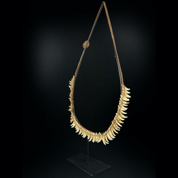 Grand collier Asmat rare constitué de 75 dents de chien sur socle 1950 (3/4)