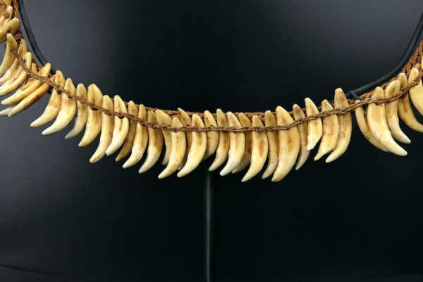 Grand collier Asmat rare constitué de 75 dents de chien sur socle 1950 (détail)
