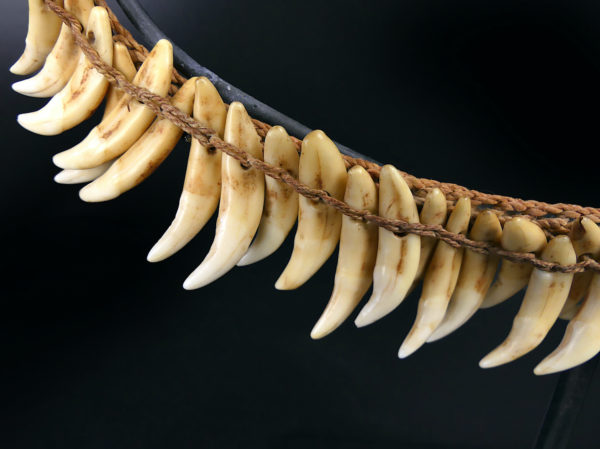 Grand collier Asmat rare constitué de 75 dents de chien sur socle 1950 (détail)