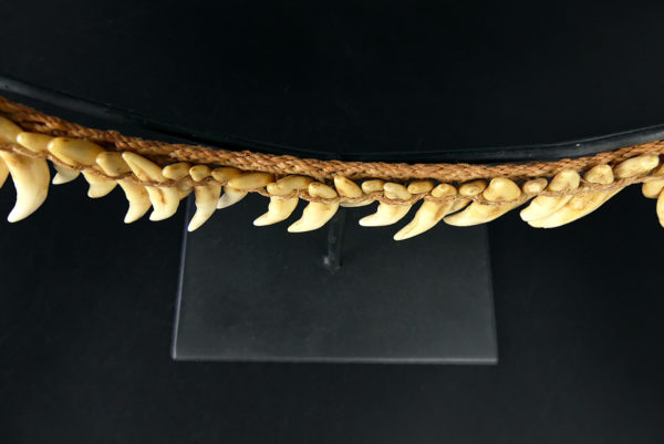 Grand collier Asmat rare constitué de 75 dents de chien sur socle 1950 (détail)