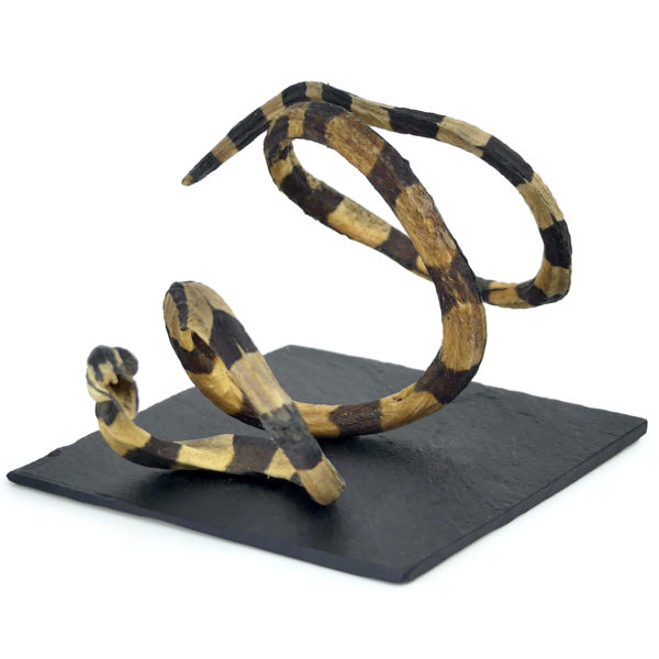 Petite anguille marbrée Anguilla marmorata juvénile (3/4)