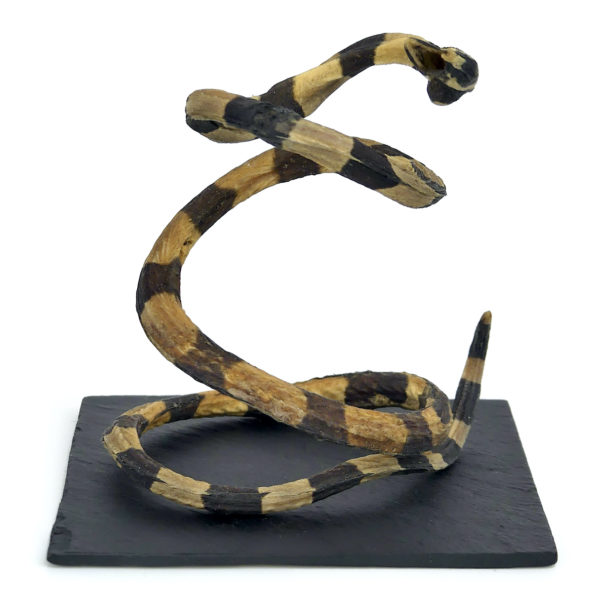 Petite anguille marbrée Anguilla marmorata juvénile (face)