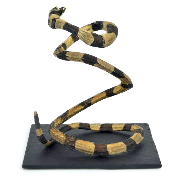 Petite anguille marbrée Anguilla marmorata juvénile – Image 7