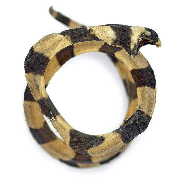 Petite anguille marbrée Anguilla marmorata juvénile (dessus)