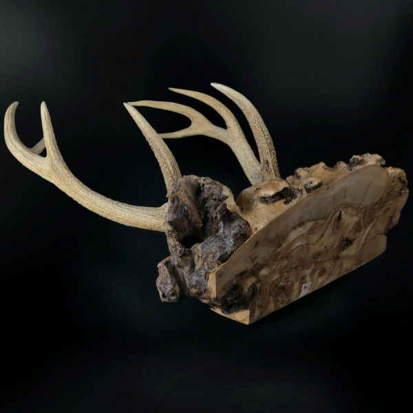 Superbe katana kake en loupe de bois et bois de cerf Daishō Shōwa (dessous 3/4)