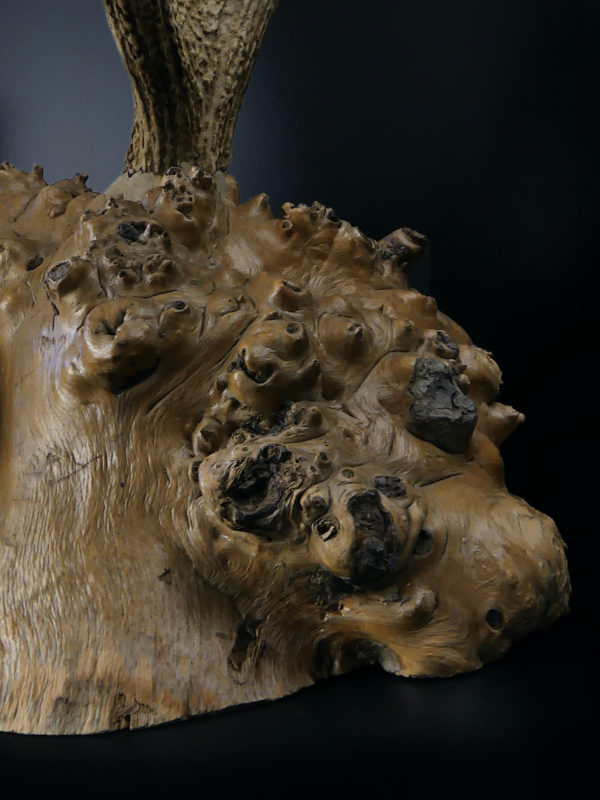 Superbe katana kake en loupe de bois et bois de cerf Daishō Shōwa (détail)