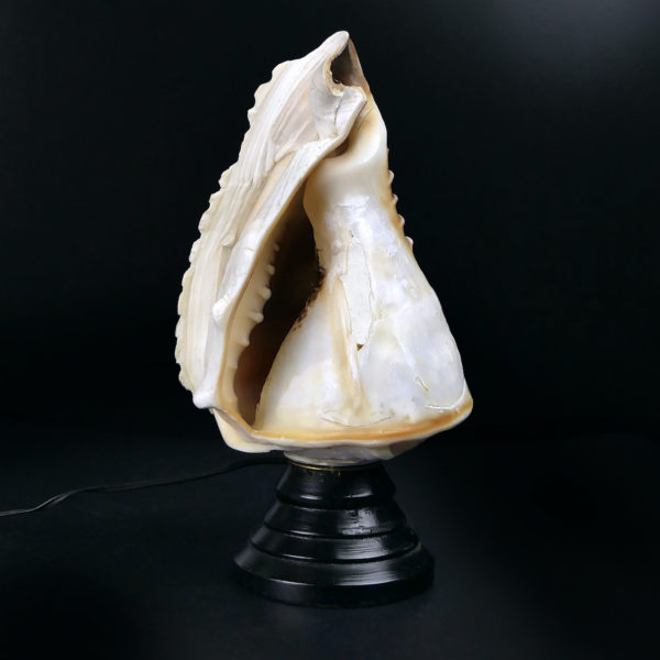 Lampe d’ambiance coquillage ciselé sur pied Début XXe Camée Napoli (dos)