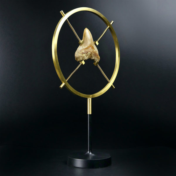 Dent de mégalodon fossilisée rare sertie sur pied en laiton design (3/4)