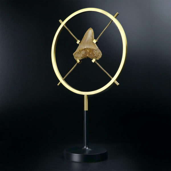 Dent de mégalodon fossilisée rare sertie sur pied en laiton design (3/4)