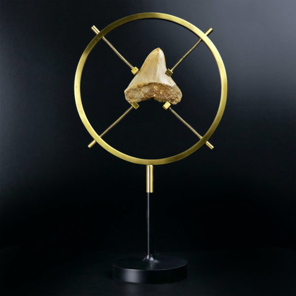 Dent de mégalodon fossilisée rare sertie sur pied en laiton design (dos)