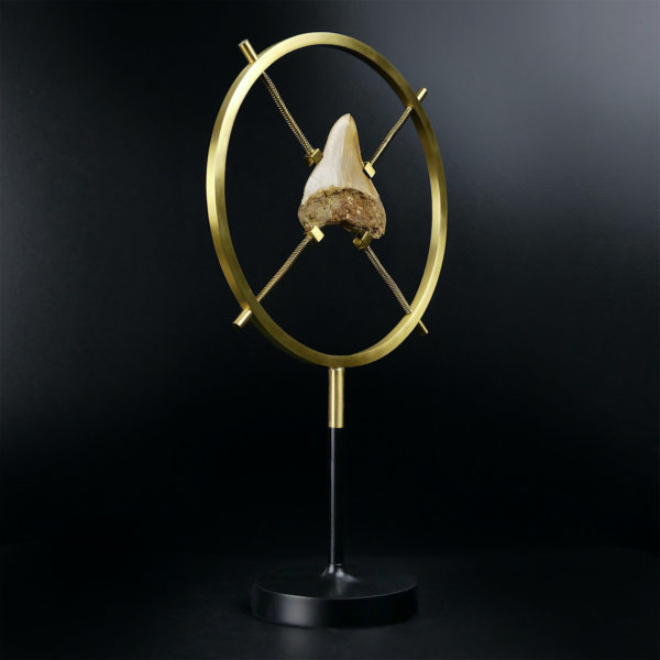 Dent de mégalodon fossilisée rare sertie sur pied en laiton design (3/4)