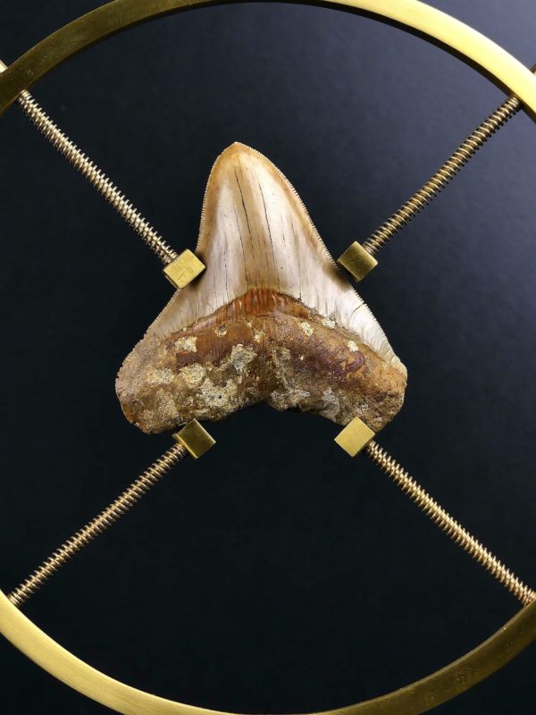 Dent de mégalodon fossilisée rare sertie sur pied en laiton design (face)