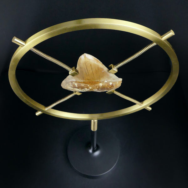 Dent de mégalodon fossilisée rare sertie sur pied en laiton design (dessus 3/4)