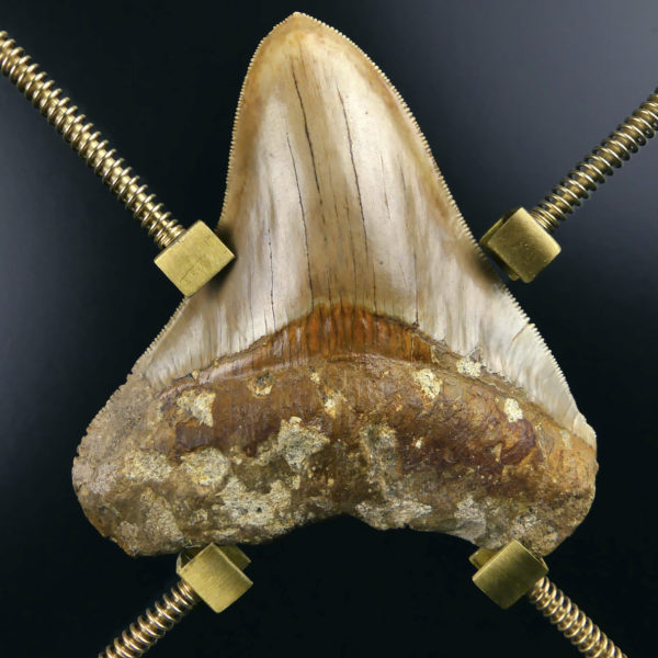 Dent de mégalodon fossilisée rare sertie sur pied en laiton design (face)