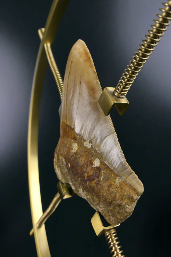 Dent de mégalodon fossilisée rare sertie sur pied en laiton design (détail 3/4)