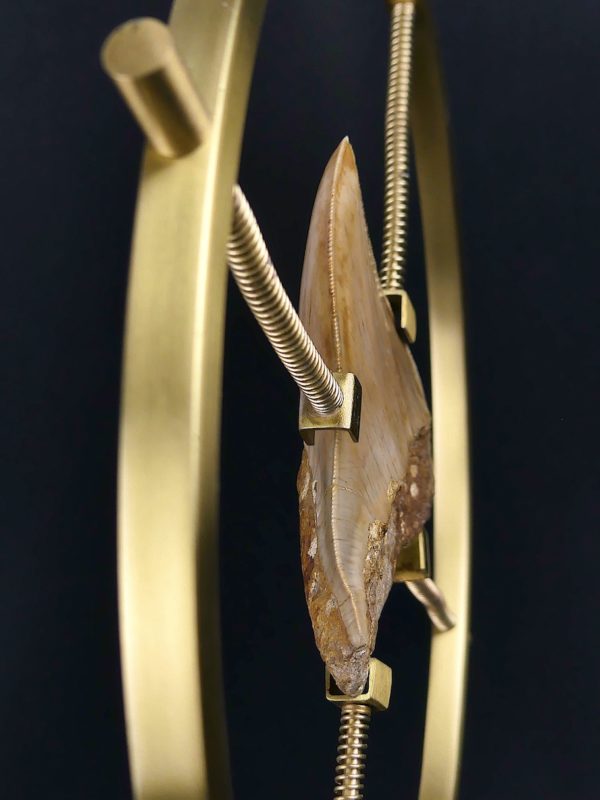 Dent de mégalodon fossilisée rare sertie sur pied en laiton design (détail 3/4)