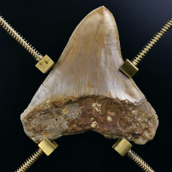 Dent de mégalodon fossilisée rare sertie sur pied en laiton design (dos)
