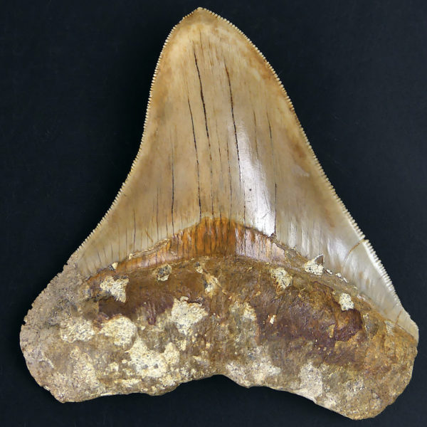 Dent de mégalodon fossilisée rare sertie sur pied en laiton design (face)