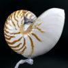 Coquille de nautile sur pied métallique (profil)