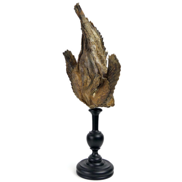 Poisson-pierre naturalisé sur pied en bois tourné noir Taxidermie (dessous 3/4)