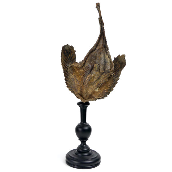 Poisson-pierre naturalisé sur pied en bois tourné noir Taxidermie (dessous)