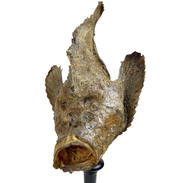 Poisson-pierre naturalisé sur pied en bois tourné noir Taxidermie (3/4)