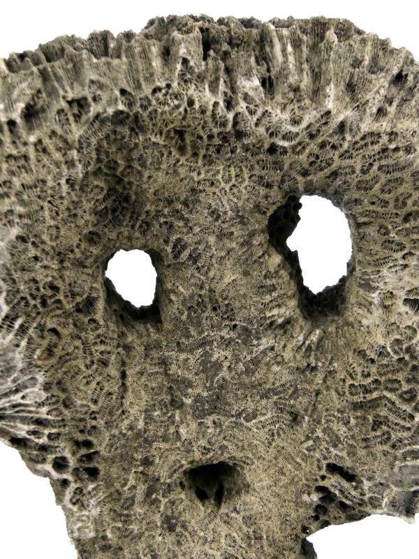 Grand masque d’ancêtre Atoni en corail fossilisé sur pied (détail)