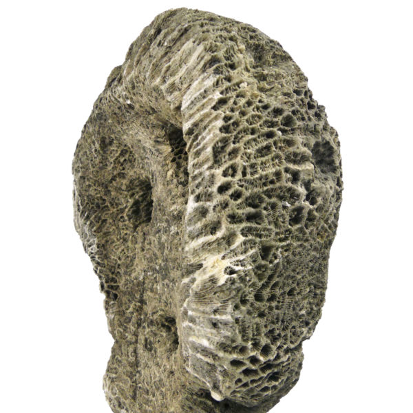 Grand masque d’ancêtre Atoni en corail fossilisé sur pied (détail)