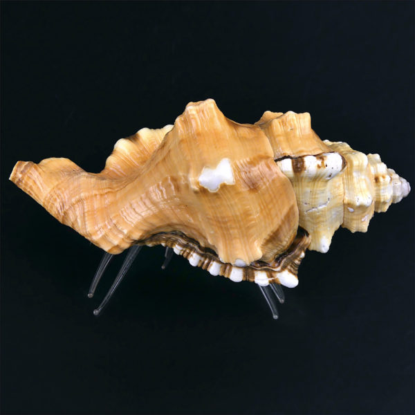 Pagure et Cymatium Bernard-l’hermite en verre filé et coquillage (dessous)