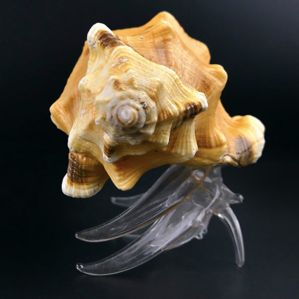 Pagure et Cymatium Bernard-l’hermite en verre filé et coquillage (profil)