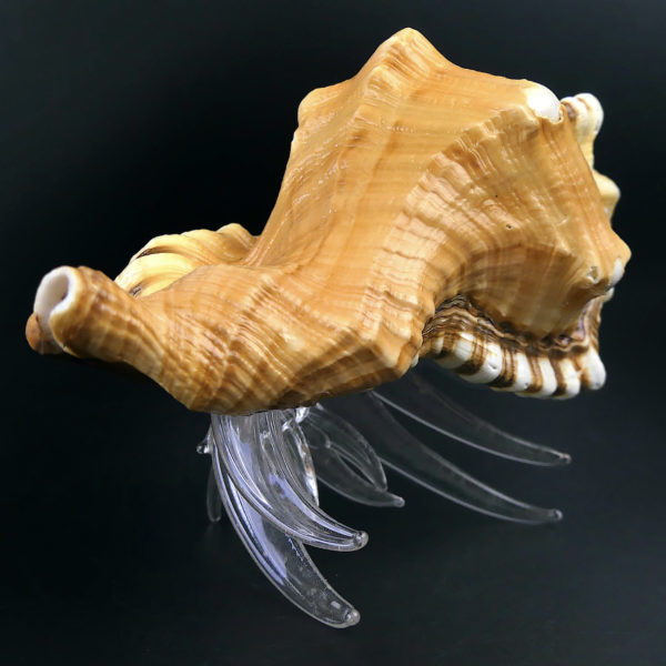 Pagure et Cymatium Bernard-l’hermite en verre filé et coquillage (dessous 3/4)