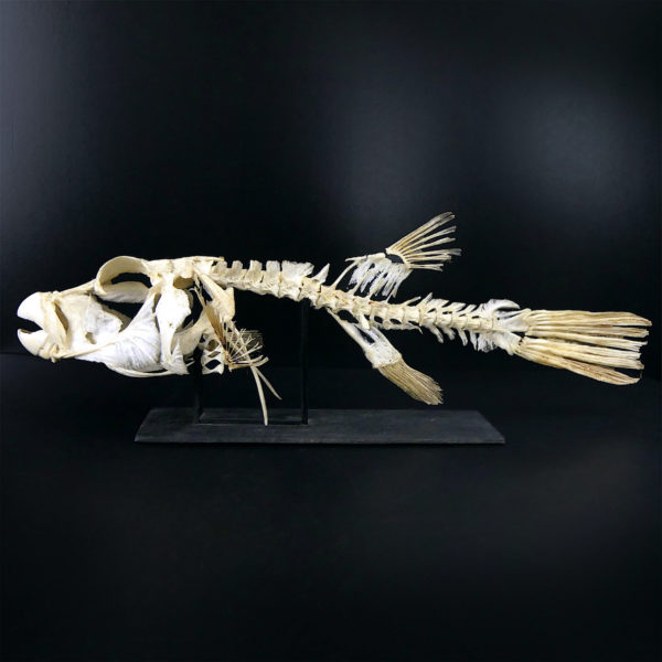Squelette de Scaridae poisson-perroquet sur socle en bois noir (profil)