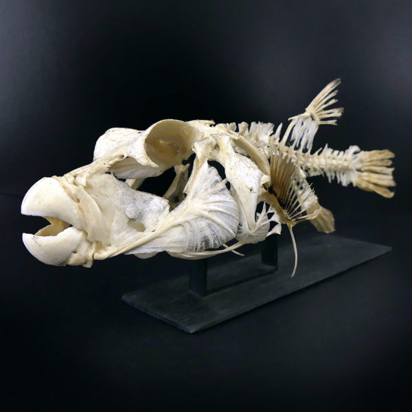 Squelette de Scaridae poisson-perroquet sur socle en bois noir (3/4)