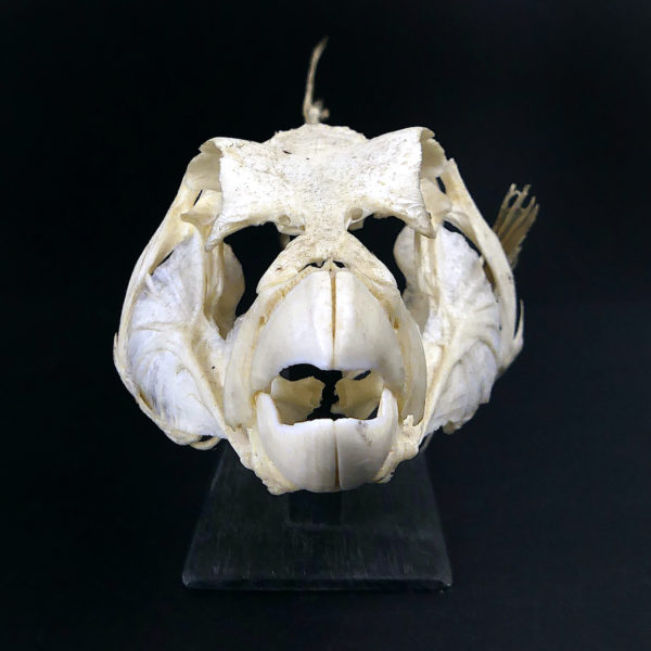 Squelette de Scaridae poisson-perroquet sur socle en bois noir (face)