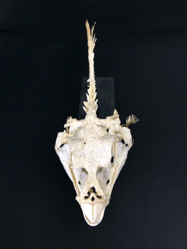 Squelette de Scaridae poisson-perroquet sur socle en bois noir (dessus)