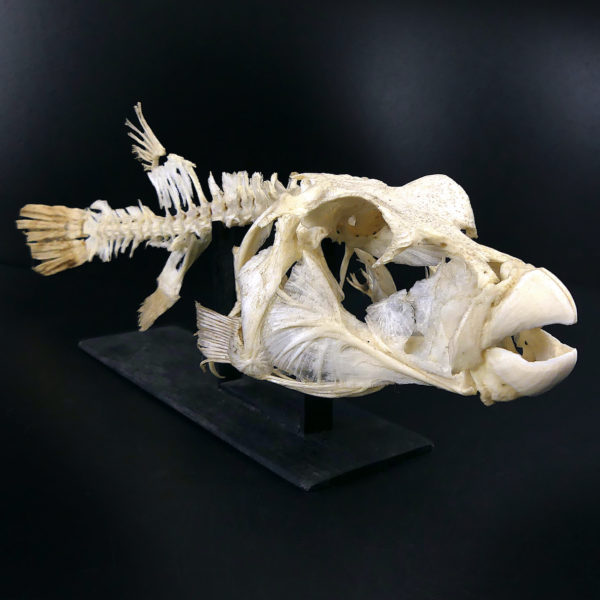 Squelette de Scaridae poisson-perroquet sur socle en bois noir (3/4)