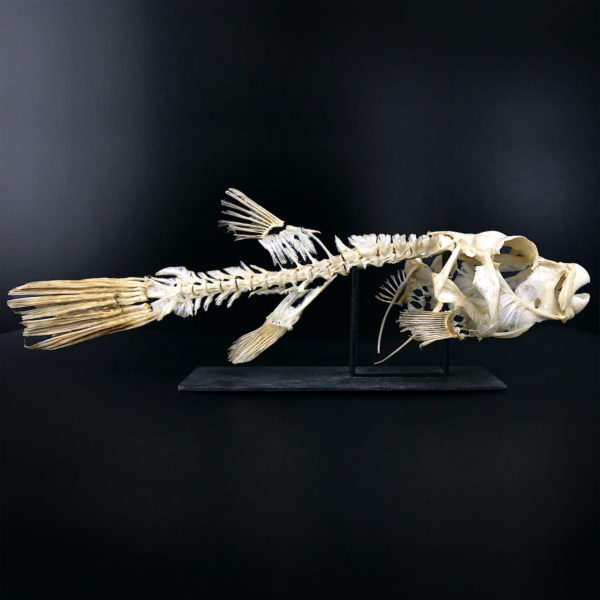 Squelette de Scaridae poisson-perroquet sur socle en bois noir (profil)