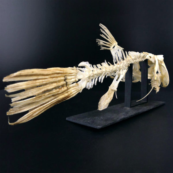 Squelette de Scaridae poisson-perroquet sur socle en bois noir (dos 3/4)