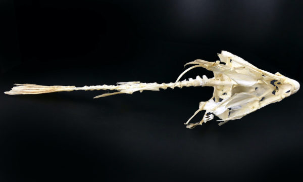 Squelette de Scaridae poisson-perroquet sur socle en bois noir (dessous)