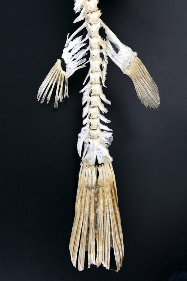 Squelette de Scaridae poisson-perroquet sur socle en bois noir (détail)