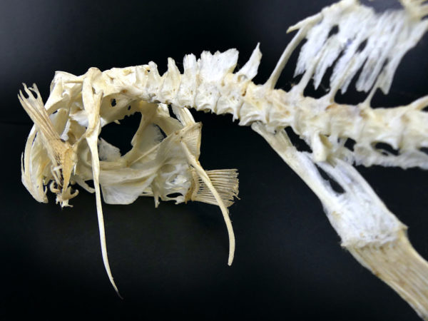 Squelette de Scaridae poisson-perroquet sur socle en bois noir (détail)