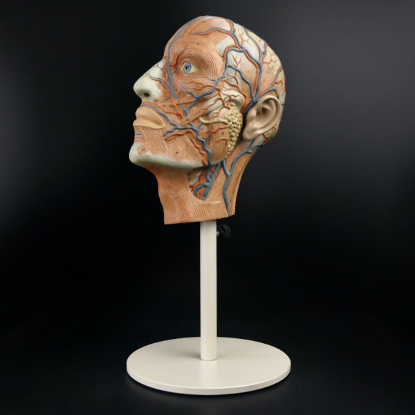 Ecorché didactique demi-tête humaine vintage sur pied métallique beige (3/4)