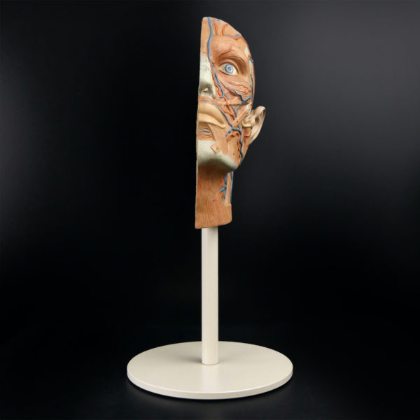 Ecorché didactique demi-tête humaine vintage sur pied métallique beige (face)