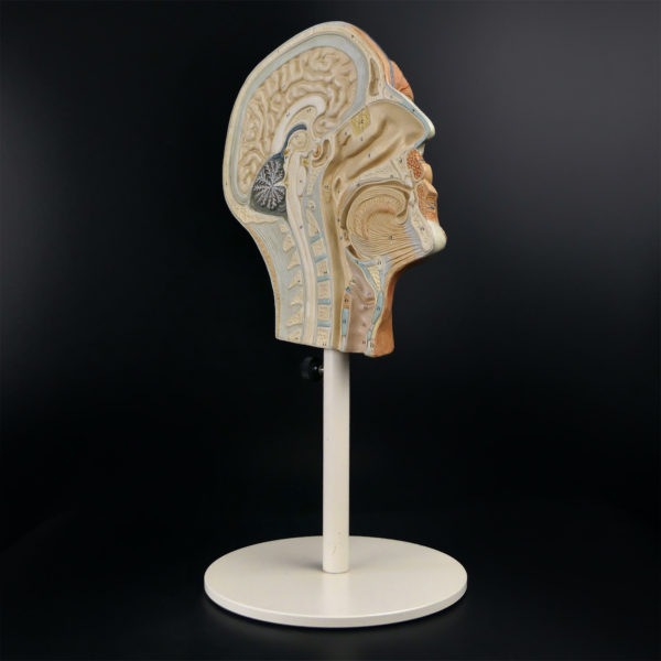 Ecorché didactique demi-tête humaine vintage sur pied métallique beige (3/4)