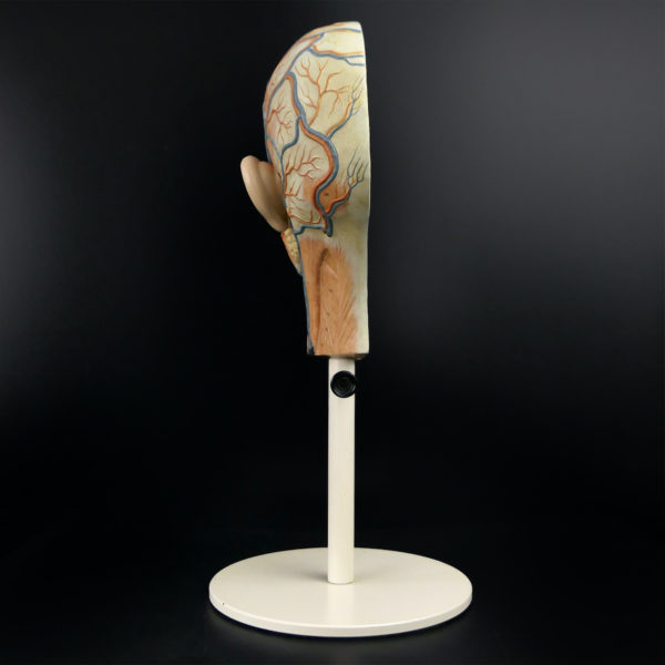 Ecorché didactique demi-tête humaine vintage sur pied métallique beige (dos)