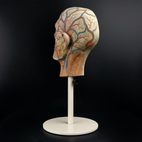 Ecorché didactique demi-tête humaine vintage sur pied métallique beige (3/4 dos)