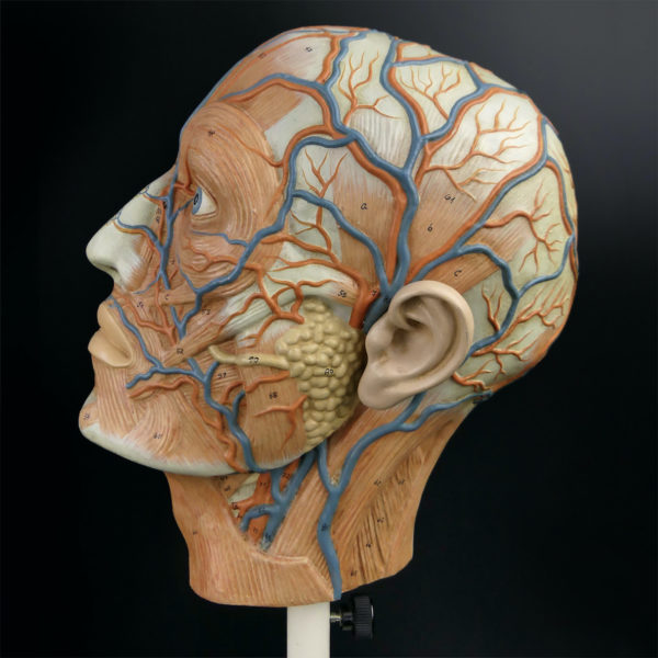 Ecorché didactique demi-tête humaine vintage sur pied métallique beige (profil)