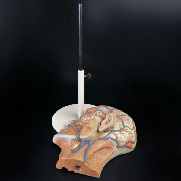 Ecorché didactique demi-tête humaine vintage sur pied métallique beige (détails)